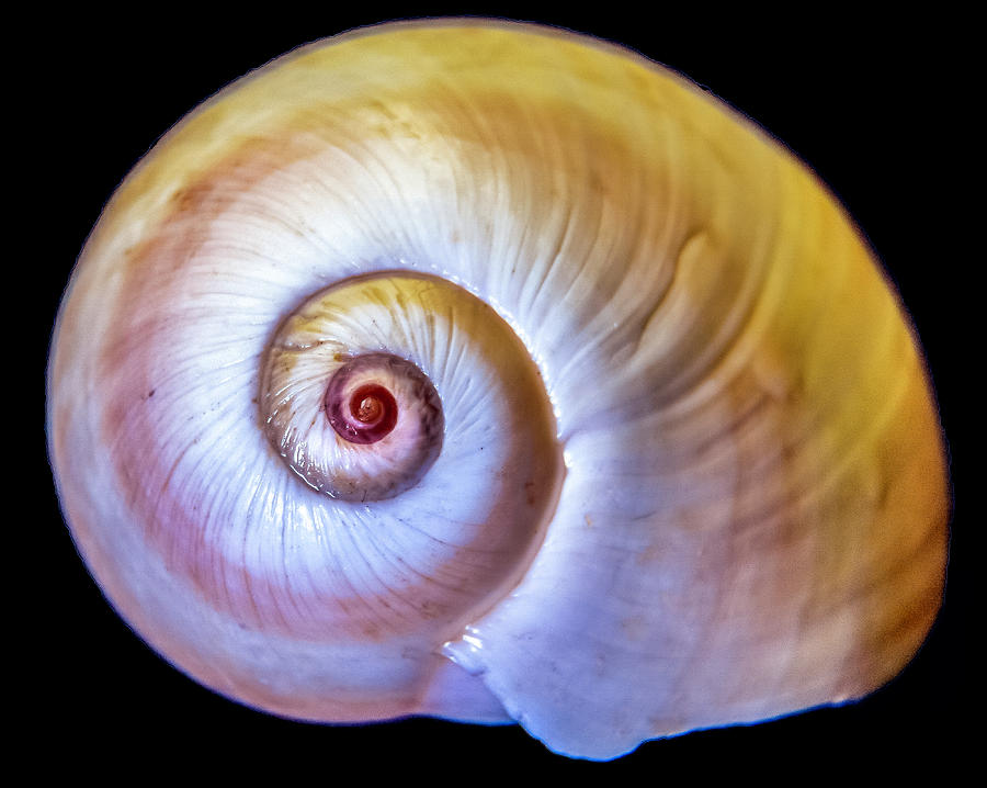 Sea Shell Photograph by WAZgriffin Digital