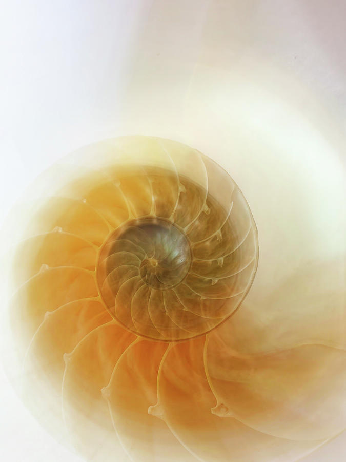 Sea Shell Whisper Digital Art by Terry Davis | Pixels