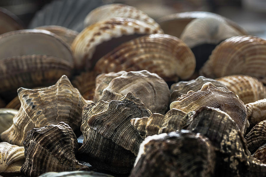 Sea shells 2 Photograph by Wolfgang Stocker