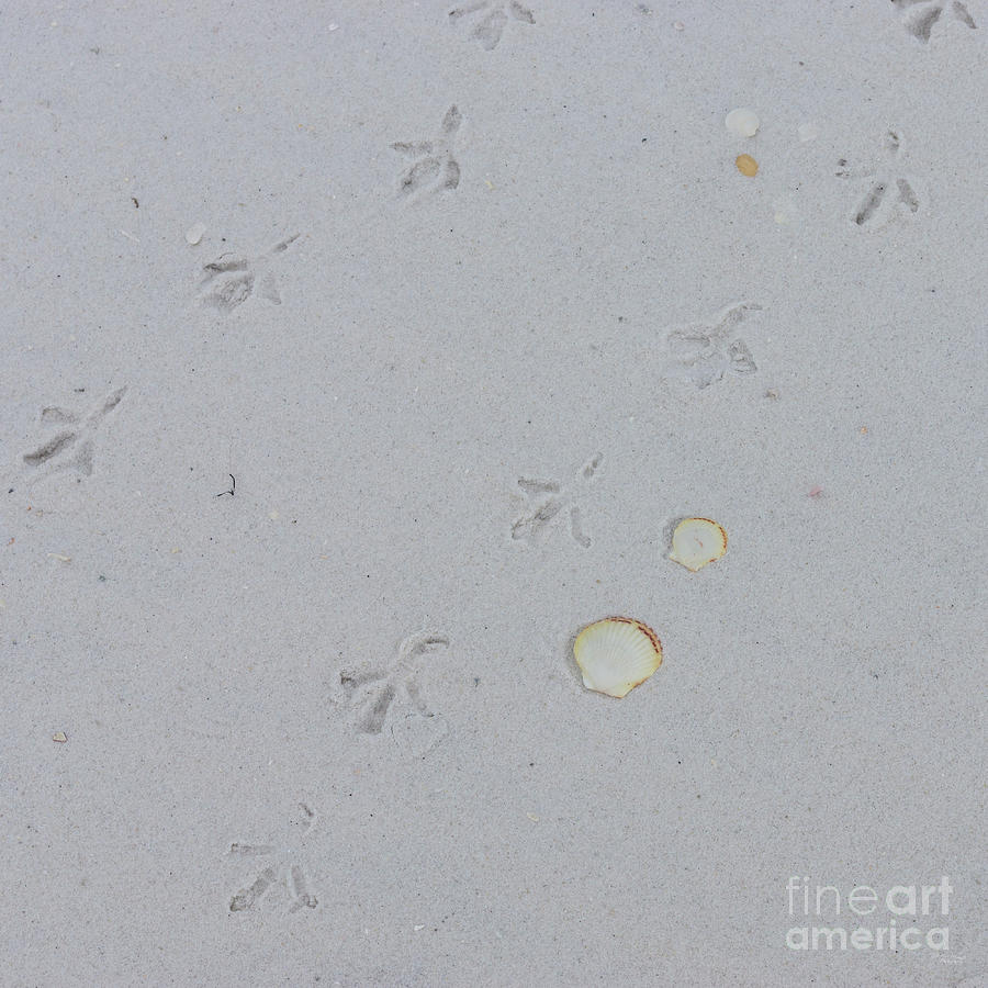 Sea Shells and Bird Foot Prints Photograph by Jennifer White