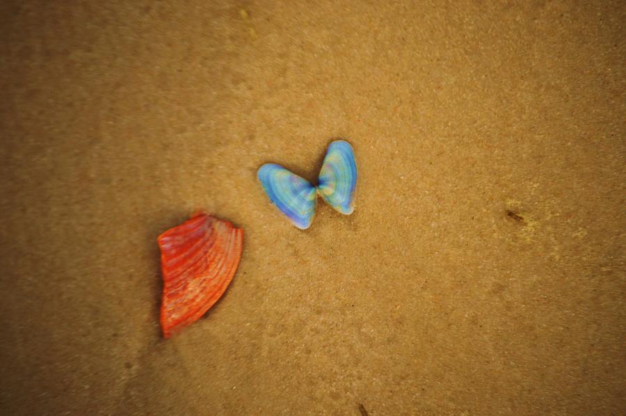 Sea Shells And Sand Photograph by Lesa Fine