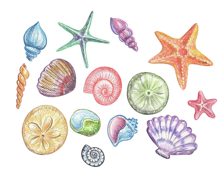 Sea Shells And Stars Beach Art Watercolor  Painting by Irina Sztukowski