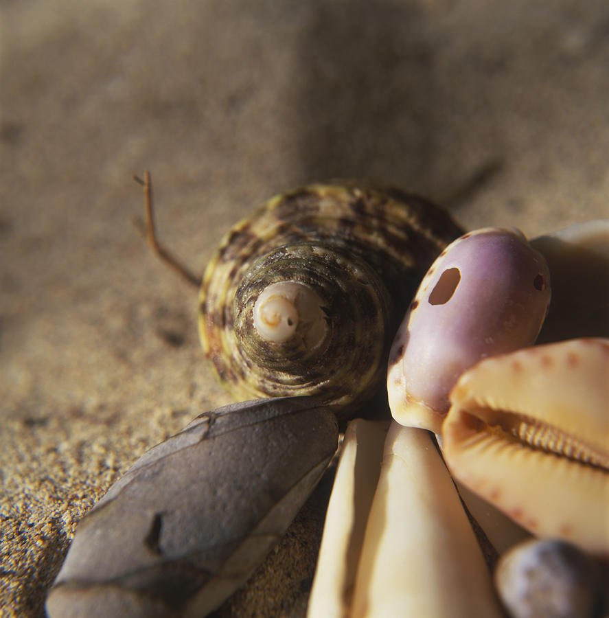 Sea Shells Photograph by Anna Grossman