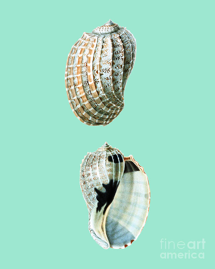 Nature Mixed Media - Sea Shells Art by Madame Memento