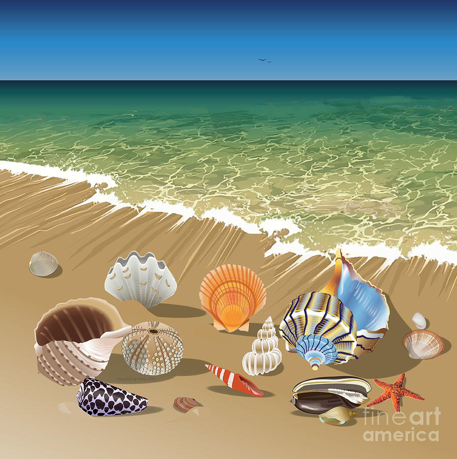 Sea Shells at the Sea Shore Digital Art by Kathryn Yoder - Fine Art America