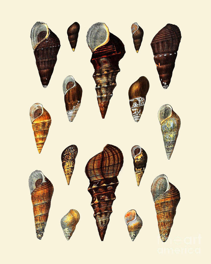 Summer Digital Art - Sea Shells Collection by Madame Memento
