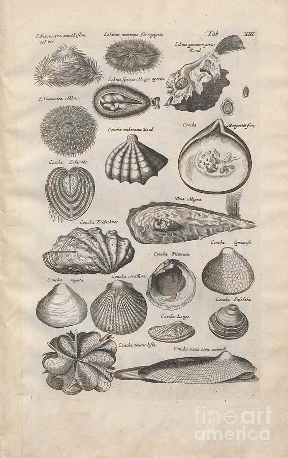 Sea shells from Aquatic Animals o2 Photograph by Historic illustrations -  Fine Art America