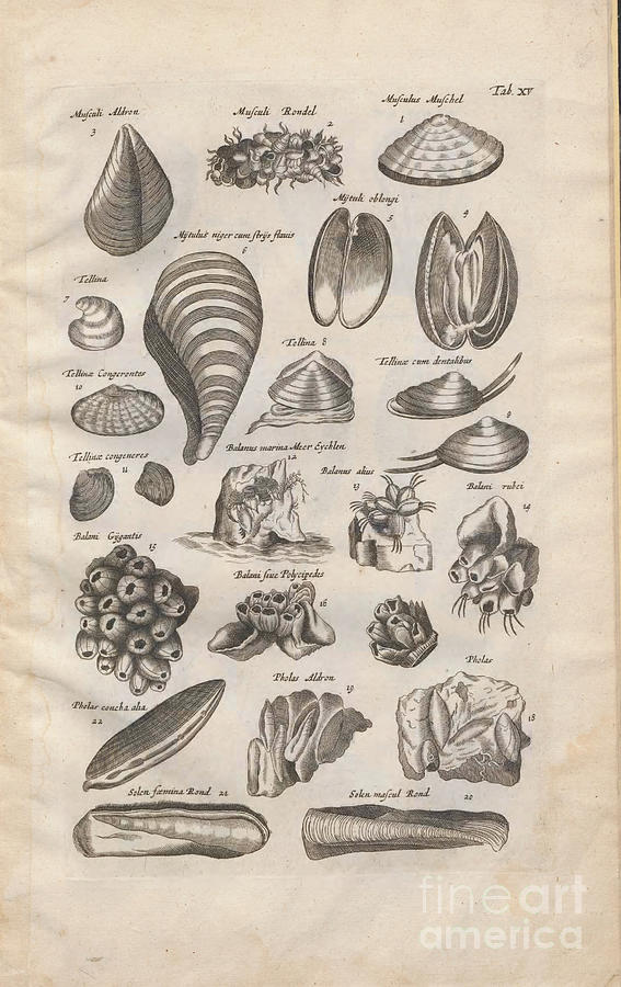 Sea shells from Aquatic Animals o4 Photograph by Historic illustrations -  Pixels