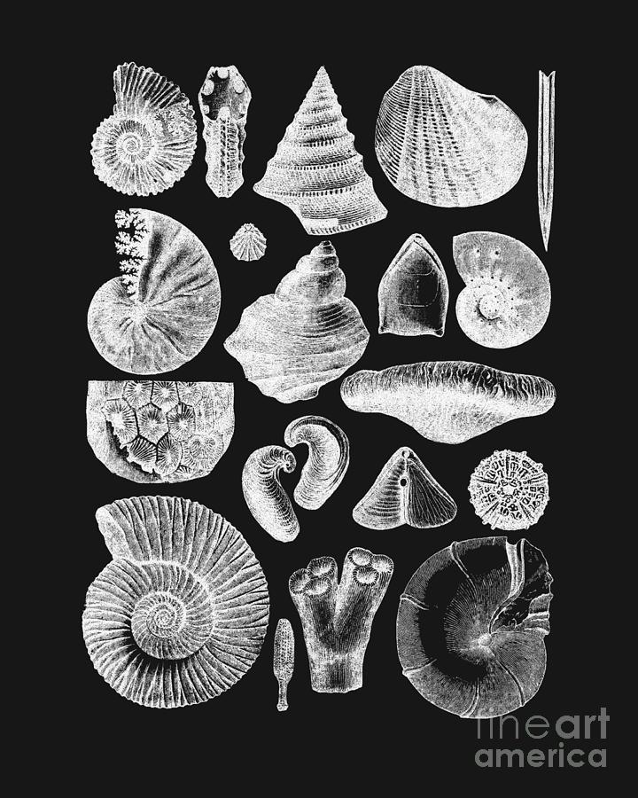 Shell Digital Art - Sea Shells In Black And White by Madame Memento
