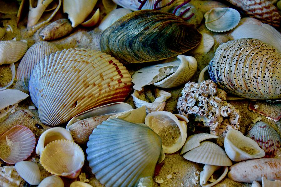 macneil shell