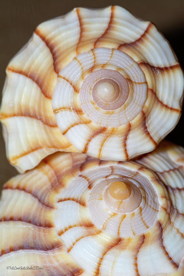 Sea Shells Photograph by LeeAnn McLaneGoetz McLaneGoetzStudioLLCcom