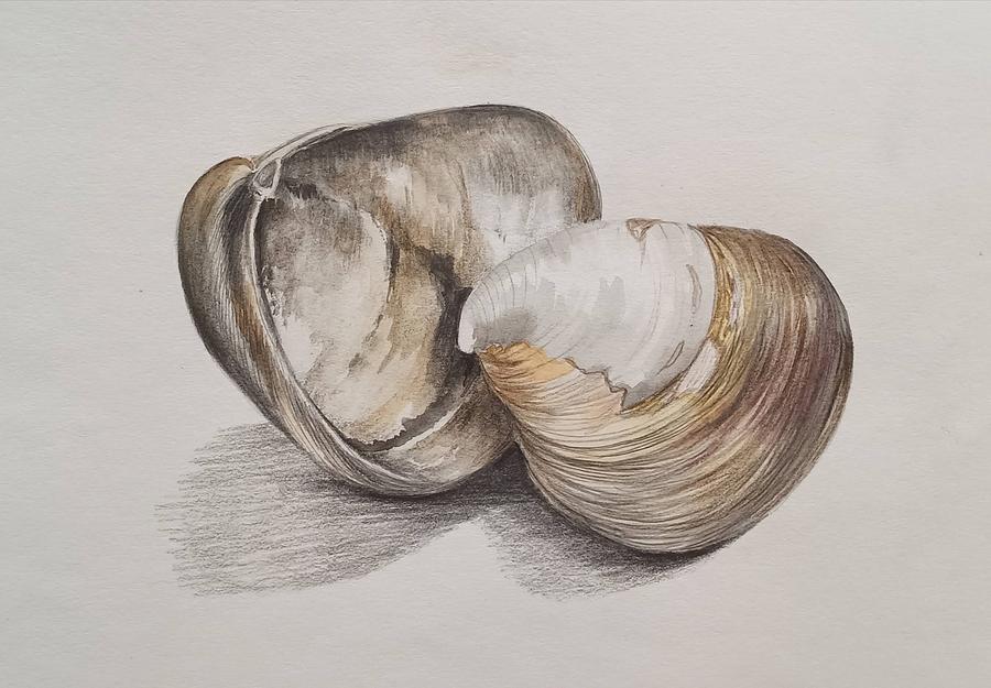 Sea Shells Drawing by Murali Gatti - Fine Art America