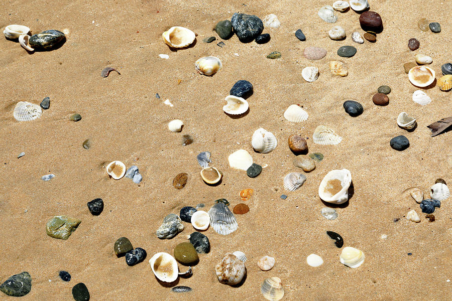 Sea Shells Photograph by Nicholas Blackwell