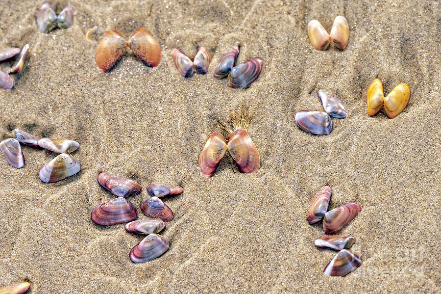 Sea Shells on the Sea Shore Photograph by Rich Cruse