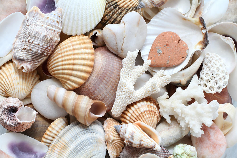 Sea Shells, Stones And Coral Background Photograph