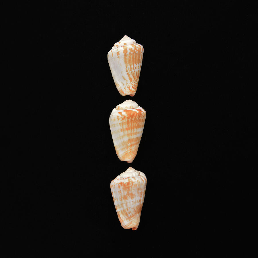 Sea Shells Photograph - Sea Shells Study #6 by Lea Rhea Photography Sea Shells Photograph - Sea Shells Study #6 by Lea Rhea Photography
