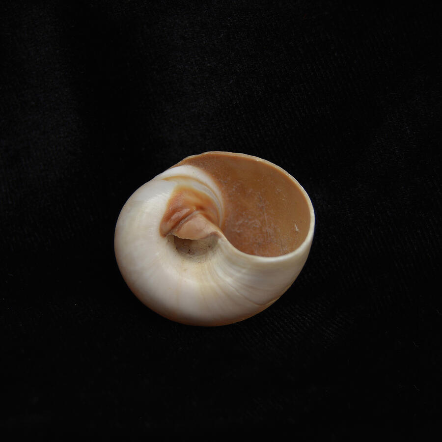 Nautilus Photograph - Sea Shells Study #10 by Lea Rhea Photography Nautilus Photograph - Sea Shells Study #10 by Lea Rhea Photography