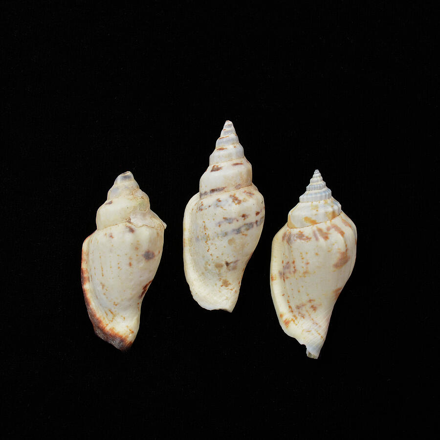 Sea Shells Photograph - Sea Shells Study 5 by Lea Rhea Photography Sea Shells Photograph - Sea Shells Study 5 by Lea Rhea Photography