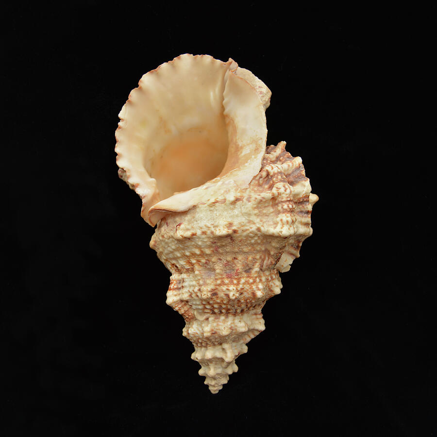 Conch Photograph - Sea Shells Study #7 by Lea Rhea Photography Conch Photograph - Sea Shells Study #7 by Lea Rhea Photography