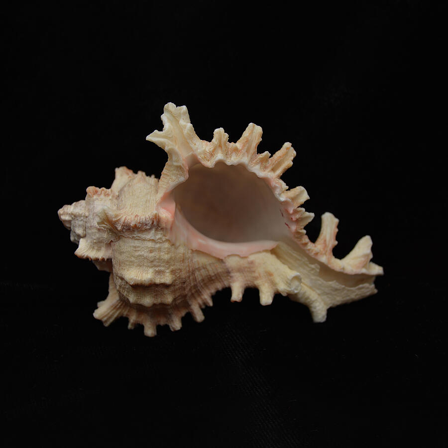 Conch Photograph - Sea Shells Study #9 by Lea Rhea Photography Conch Photograph - Sea Shells Study #9 by Lea Rhea Photography