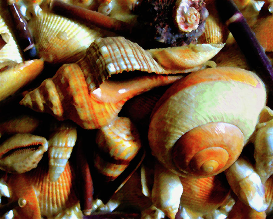 Sea Shells Photograph by Timothy Bulone