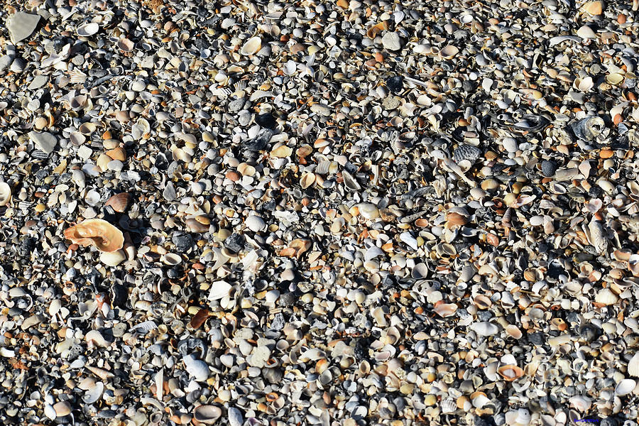 Sea Shells Under My Feet Photograph by Roberta Byram