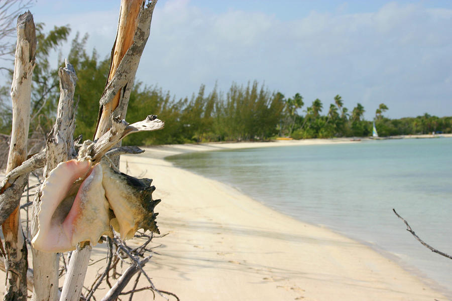 Sea Shells Photograph by William Dougherty Sea Shells Photograph by William Dougherty