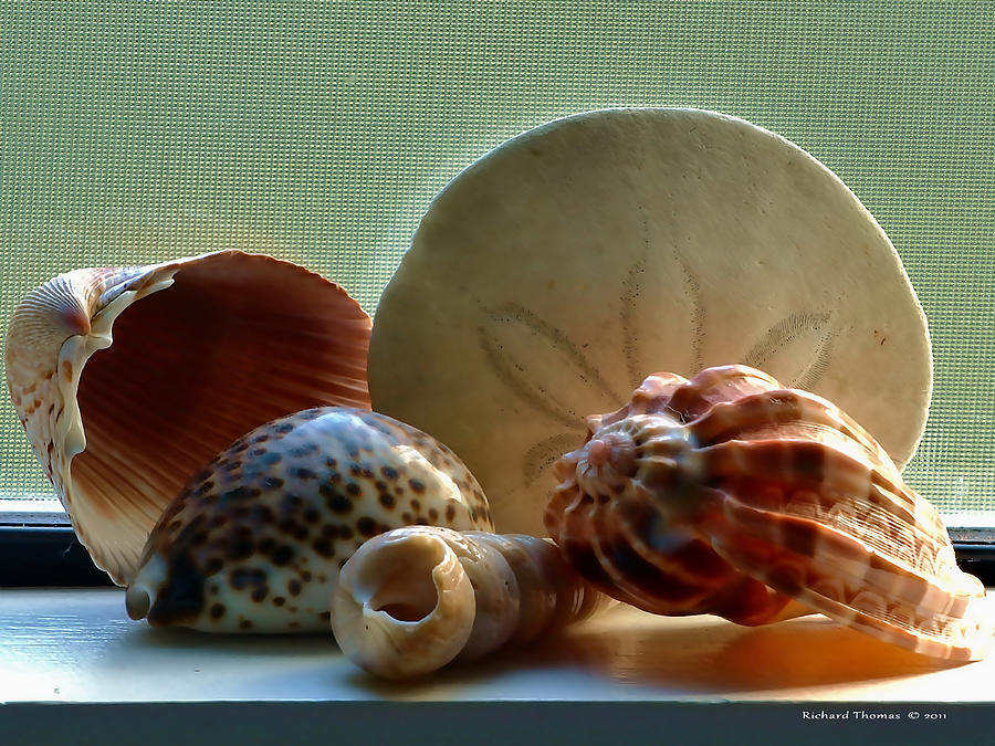 Sea Shells Window Sill Photograph by Richard Thomas
