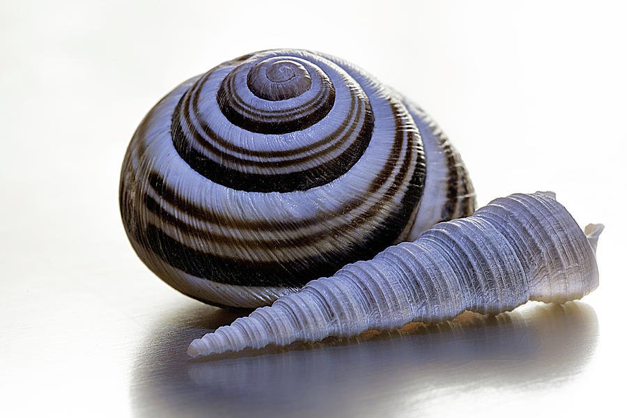 Sea shells Photograph by Wolfgang Stocker