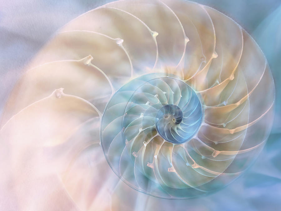 Sea Spiral Digital Art by Terry Davis