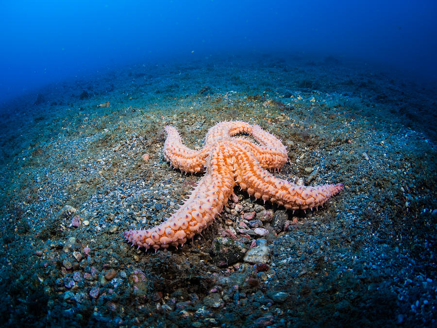 Sea star Photograph by A. Martin UW Photography