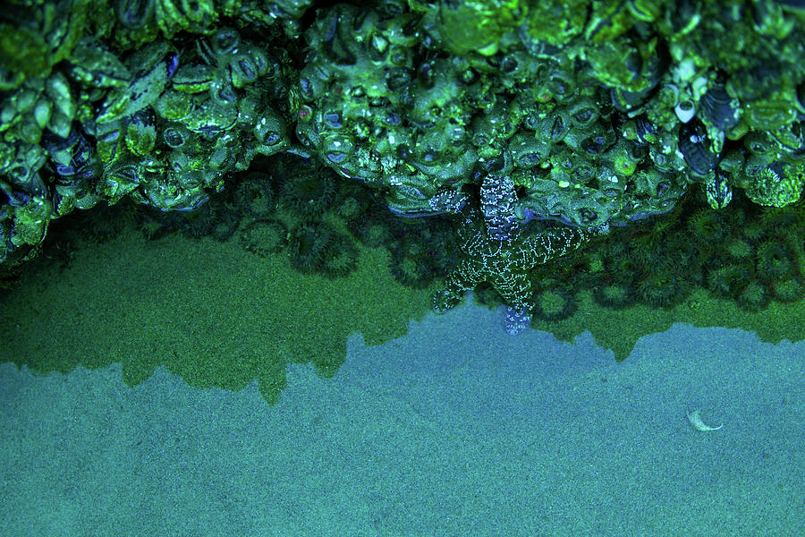 Sea star in a tide pool Photograph by Jeff Swan