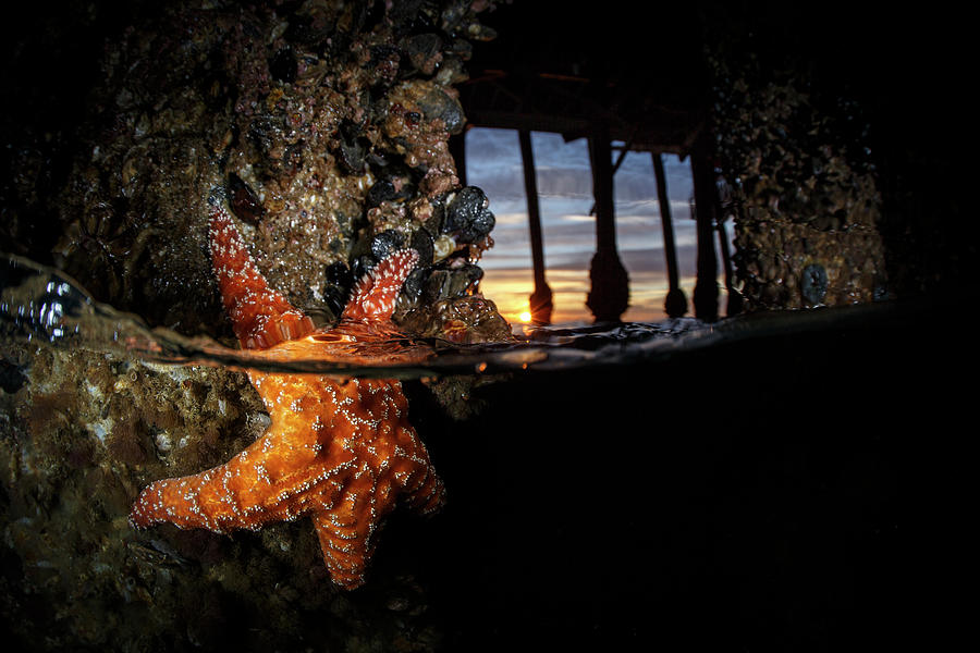 Sea Star under pier Photograph by Todd Winner