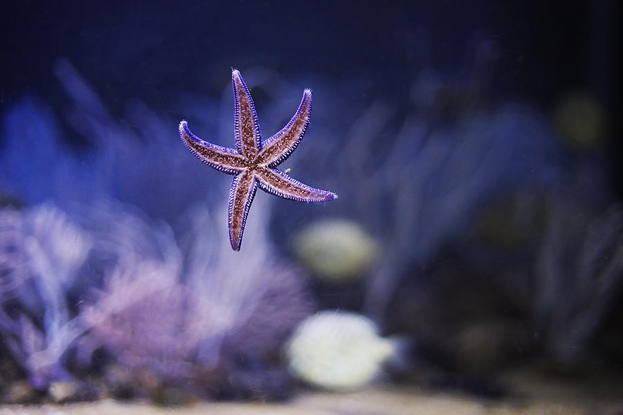Sea star Photograph by PacosRulz