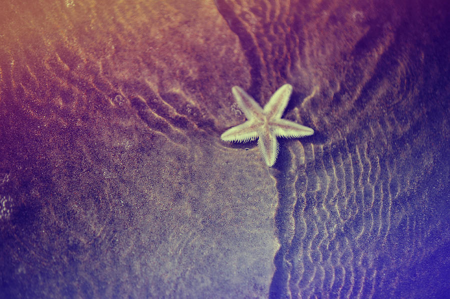 Sea Starfish with Water Ripples Photograph by Jenny Rainbow
