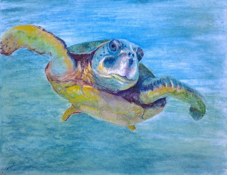 Sea Swimmer Pastel by Barbara Amos - Fine Art America