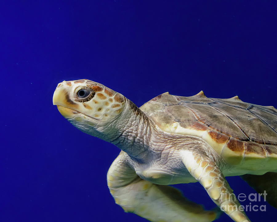 Sea Turtle 2 Sea Animal / Underwater Wildlife Photograph Photograph by PIPA Fine Art - Simply Solid