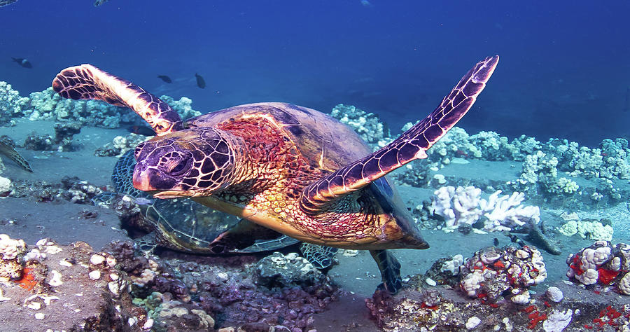 Sea Turtle 6 Photograph by Patricia Mezzina - Fine Art America