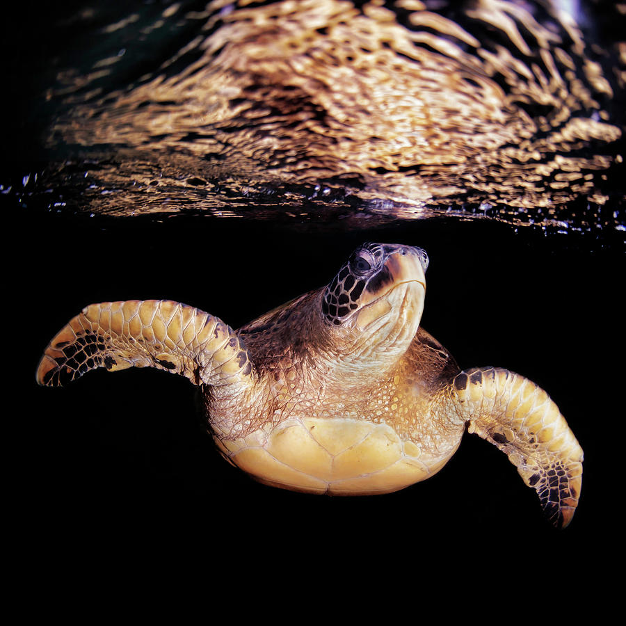 Sea turtle and reflection Photograph by Antonio Busiello - Fine Art America