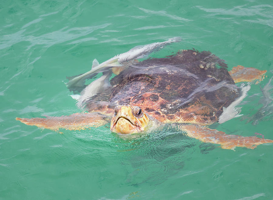 Sea Turtle And Sucker Fish Photograph by Jordan Hill