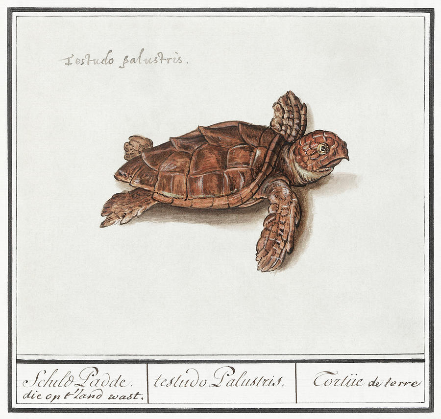 Sea Turtle Mixed Media by World Art Collective