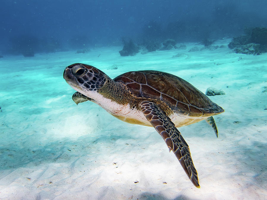 Sea Turtle Photograph by Brian Weber