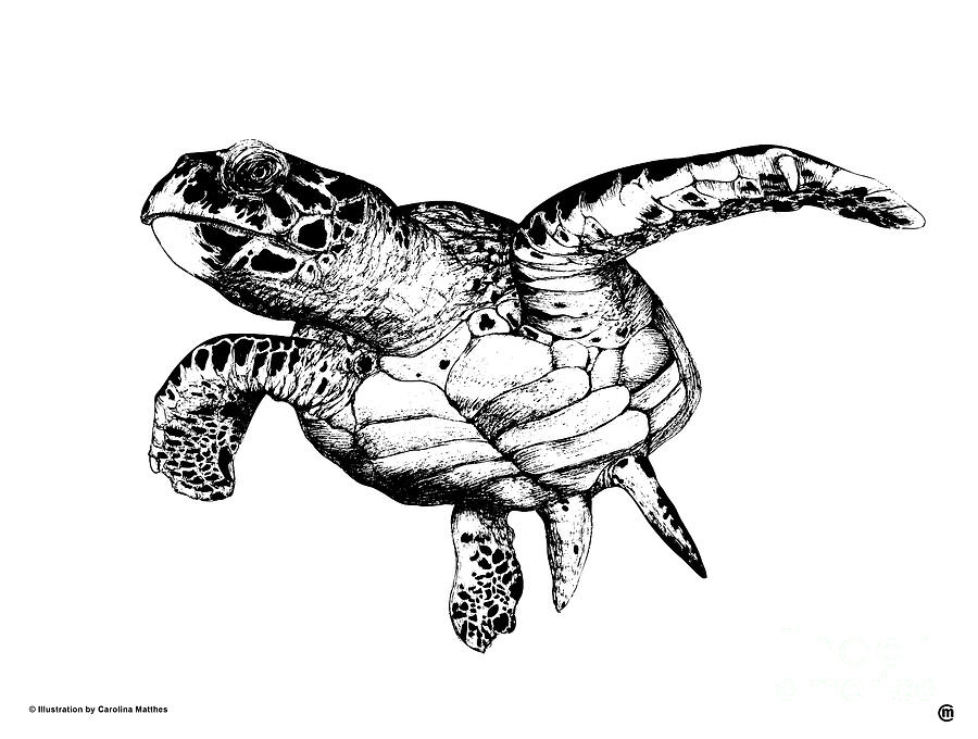 Sea Turtle Drawing by Carolina Matthes - Pixels