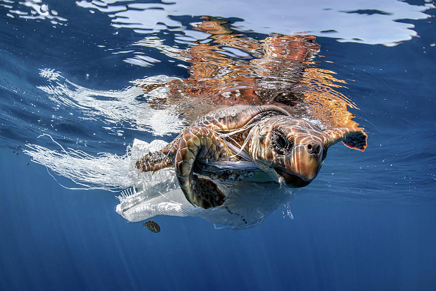 Sea turtle caught in fishing net Photograph by David Salvatori - Pixels