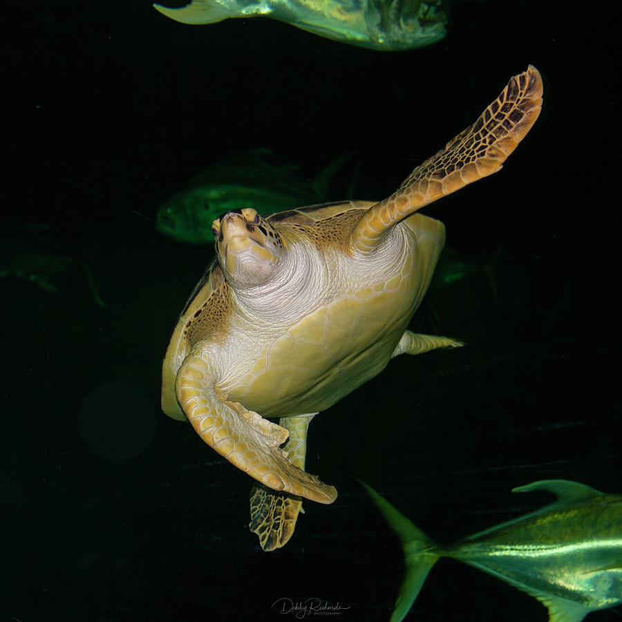 Sea Turtle Photograph by Debby Richards