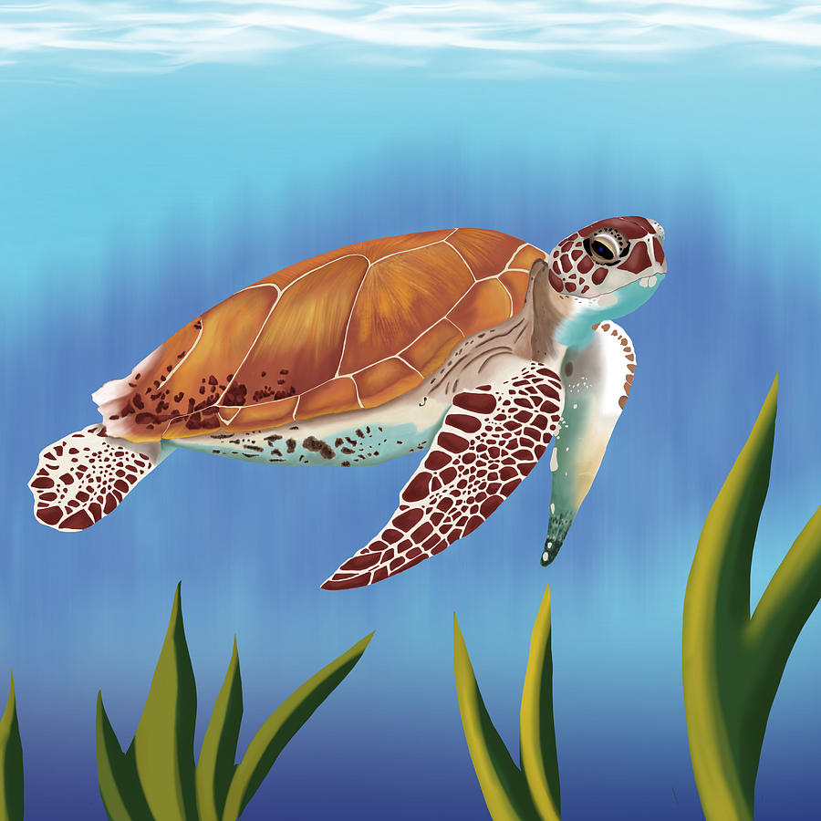 Sea turtle Digital Art by Edgardo Rodriguez - Fine Art America