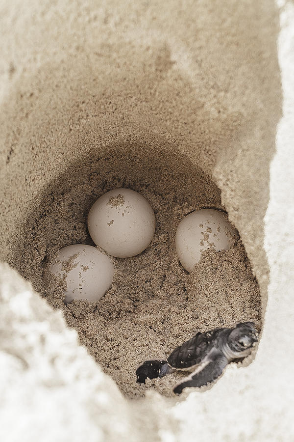 Sea turtle eggs with newborn animal in hatchery site Photograph by Italiansight