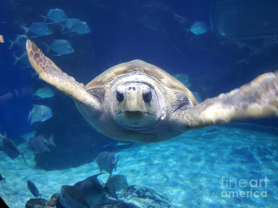 Sea Turtle Photograph by Elena Pratt