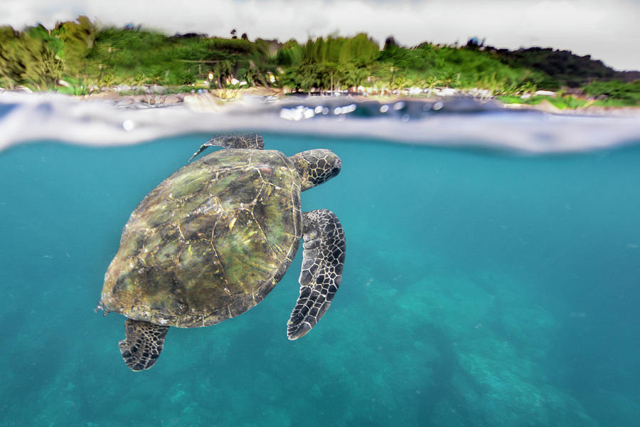 Sea Turtle Hawaii Photograph by Leonardo Dale