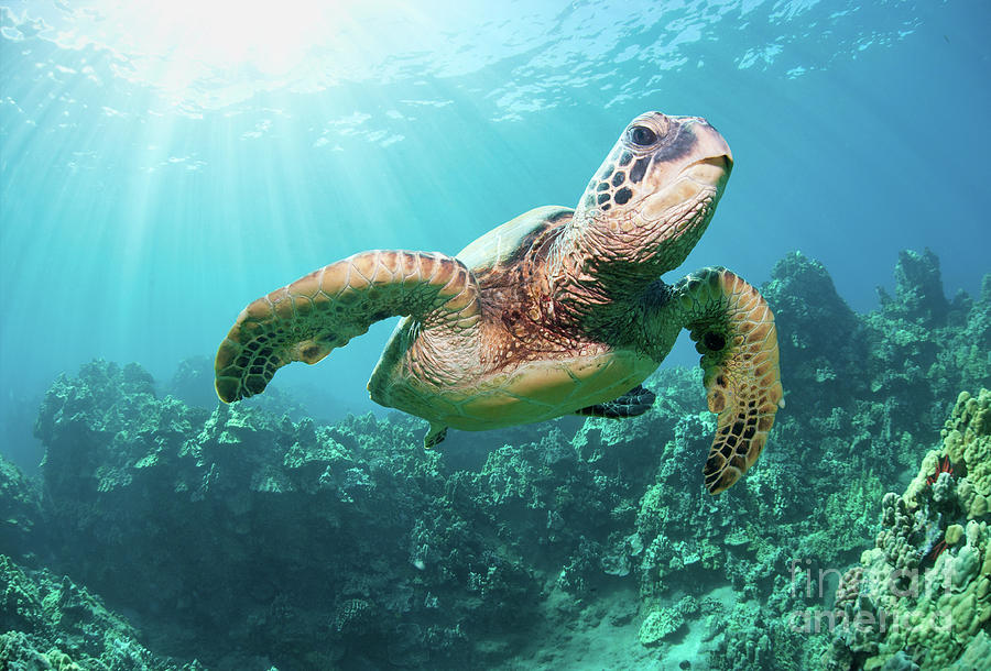 Turtle Photograph - Sea Turtle Hawaii Maui  by Michael Swiet